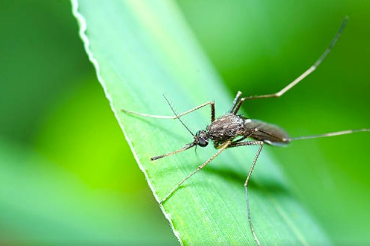 Bavarian Nordic partners with US DoD to combat equine encephalitis