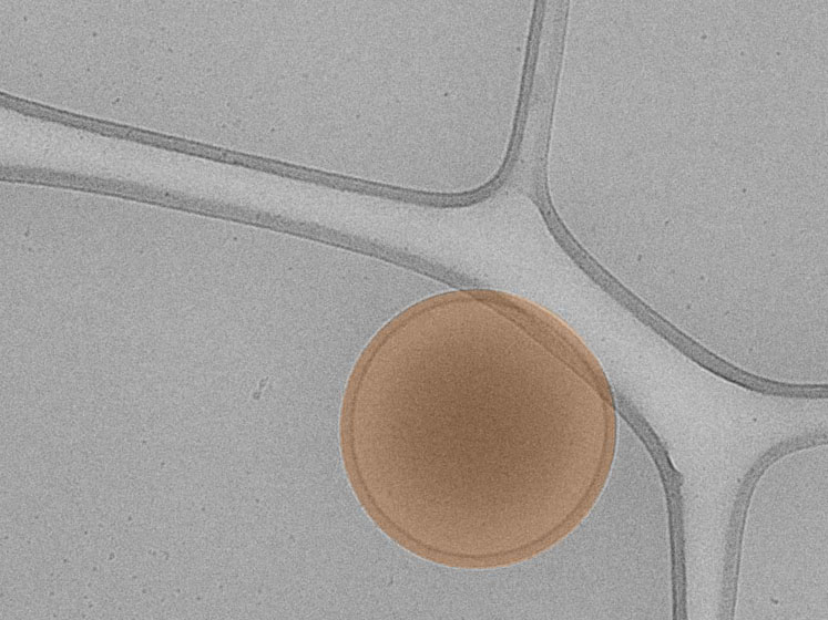 Bio-Courier: a new delivery technology to increase the global accessibility of RNA therapeutics