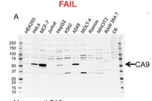 Bio-Rad launches antibodies validated specifically for western blotting