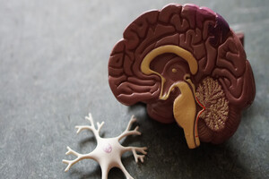BioMed X and Boehringer Ingelheim initiate brain sensor project