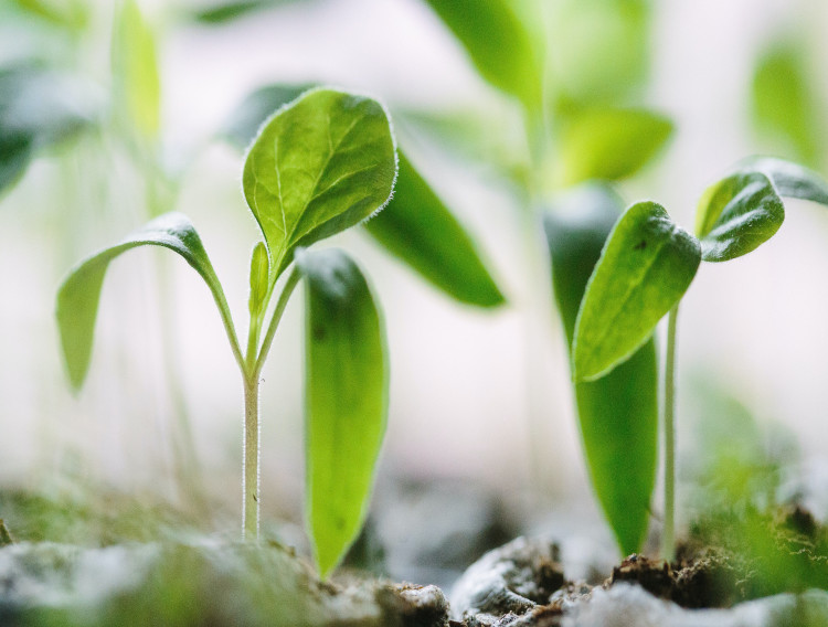 Biotage achieves Gold sustainability rating 