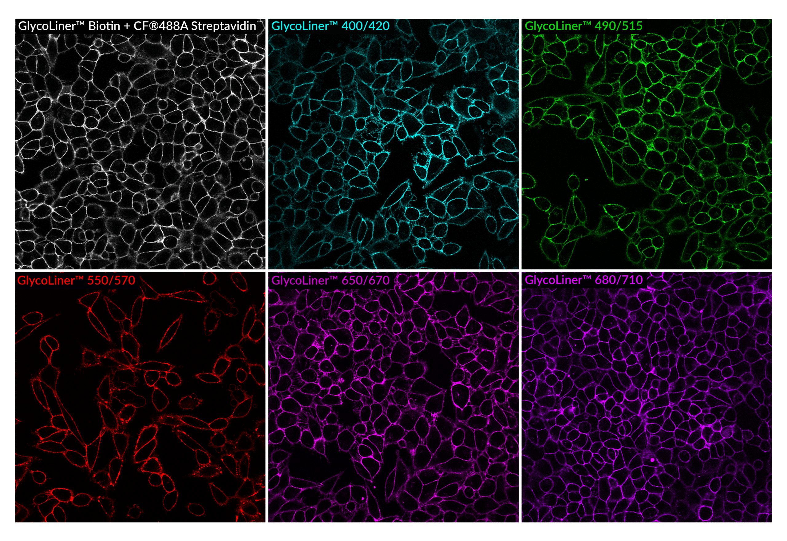 Biotium launches GlycoLiner kits for rapid, selective cell surface glycoprotein imaging