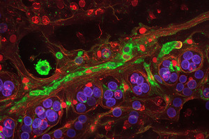 Biotium launches GlycoLiner kits for rapid, selective cell surface glycoprotein imaging