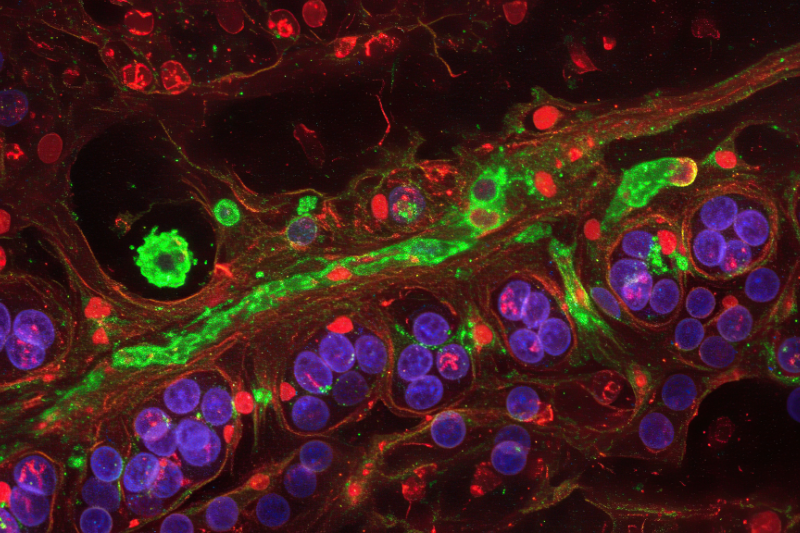 Biotium launches GlycoLiner kits for rapid, selective cell surface glycoprotein imaging