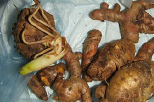 Boosting the fight against cancer