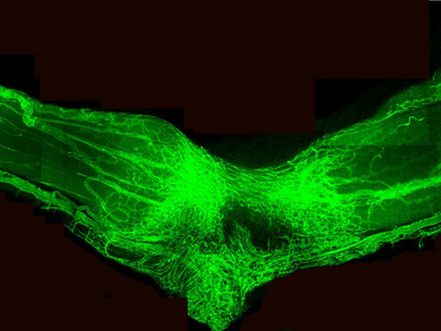 Breakthrough in findings on proteins in nerve repair