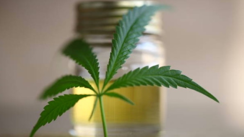 C2 Pharma and Anklam Extrakt develop cannabidiol-based compounds
