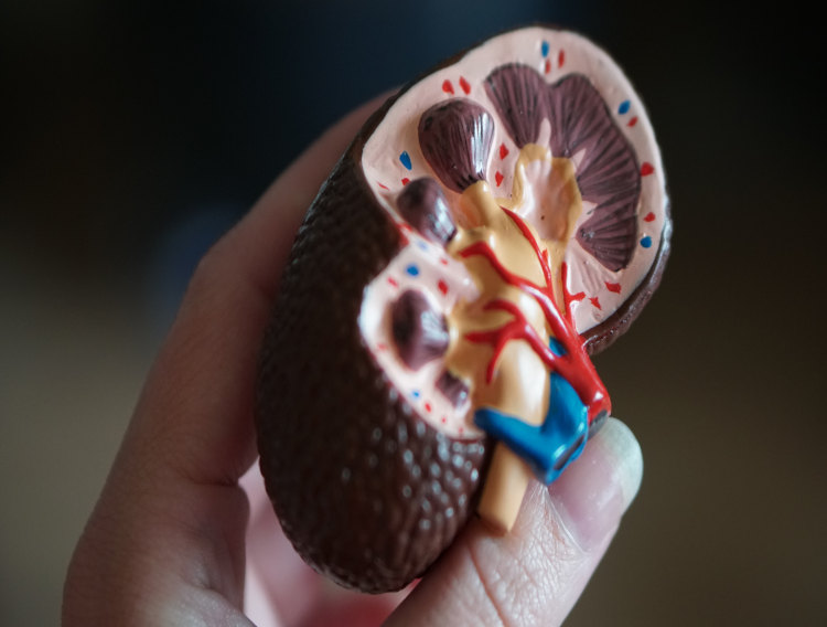 Calliditas budesonide therapy approved to reduce proteinuria
