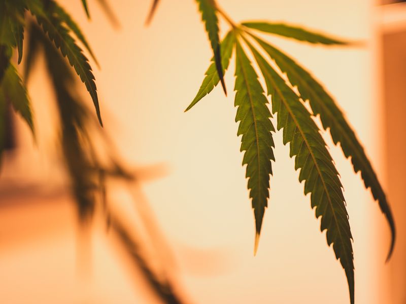 Catalent signs development deal with Ethicann for new fast-dissolve cannabinoid treatment