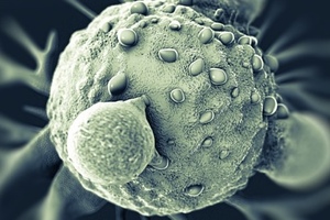 Cell Medica and UCL to develop T cell receptor cancer products