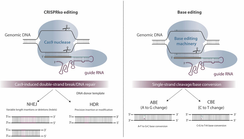 Figure 2: Overview and potential outcomes of CRISPR-Cas9-mediated genome editing and base editing