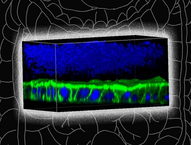 CN Bio licenses gut modelling tool from MIT