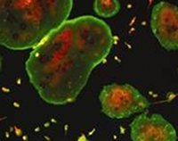 Competition winners reveal beauty of cells