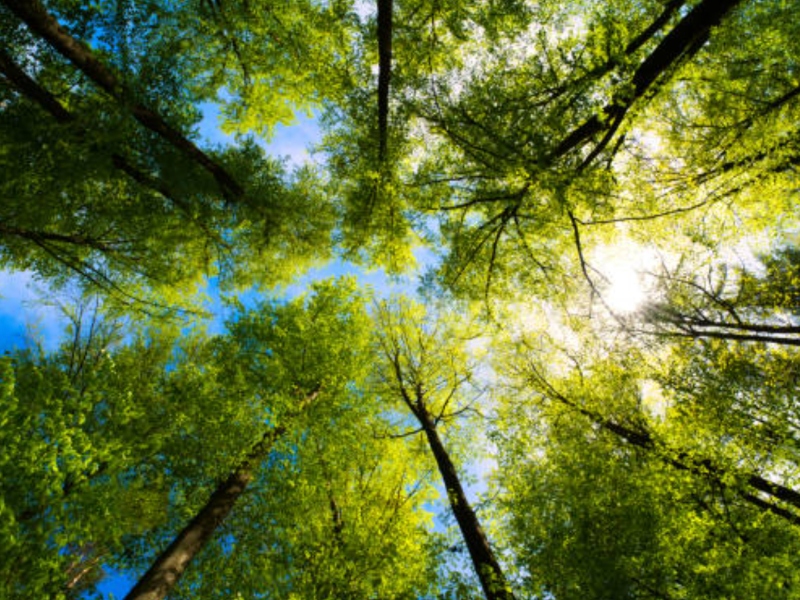 Corbion awarded a 2023 EcoVadis gold medal for sustainability
