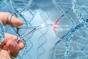 CRISPR in clinical trials: the future of gene editing