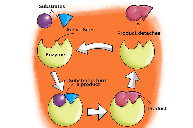 Demonstrating the potential of flow biocatalysis