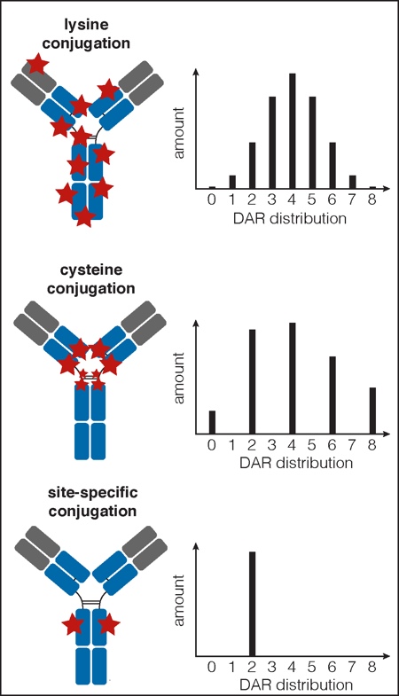 Figure 2: Engineering a site-specific aldehyde into an antibody backbone<br> The minimal FGE recognition motif/aldehyde tag (CXPXR) is cloned into one or multiple sites within the coding region of the antibody using simple molecular biology techniques. The antibody is produced in an FGE over- expressing cell line, the cysteine within the aldehyde tag is converted by FGE to an aldehyde-bearing formylglycine (fGly), and an antibody containing a reactive aldehyde is produced.