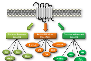 Domain Therapeutics and Pfizer collaborate on bioSensAll 
