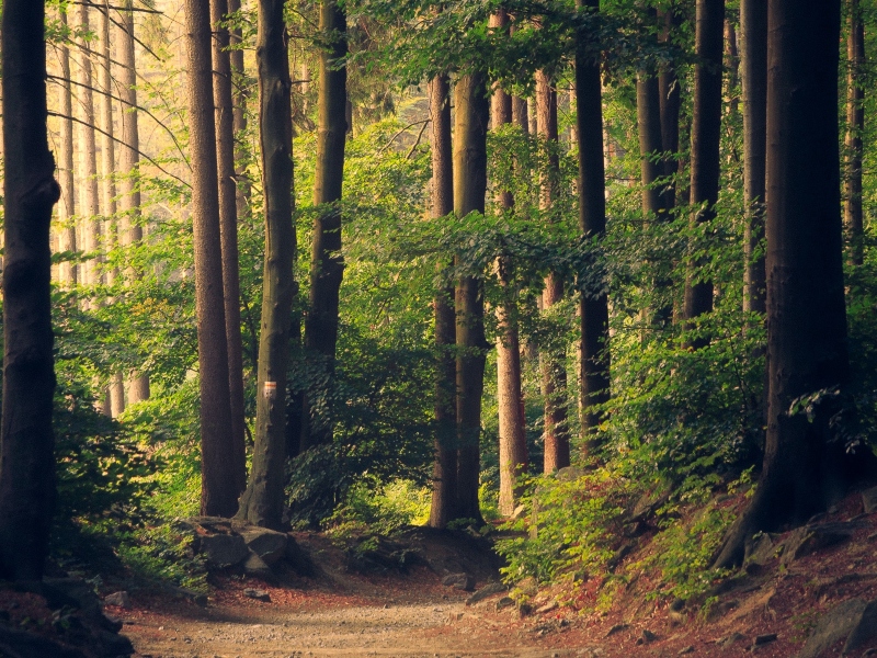 DOMO Chemicals publishes sustainability report