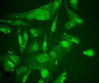 Drug-delivery research shows early promise