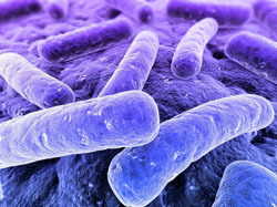 ESCMID updates C. difficile diagnostic guidelines
