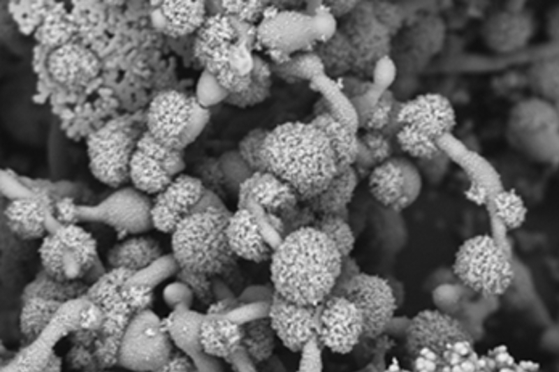 Exeter announces new £3.4 million global funding for solutions to antifungal drug resistance