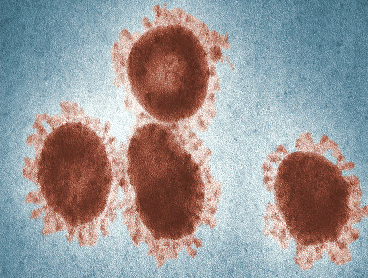 Exeter researchers use viruses to fight bacteria