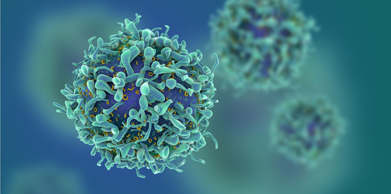 Experimental cell lines help screening for CAR T therapies

