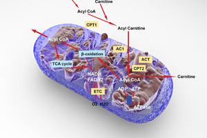 Fatty acid oxidation kit