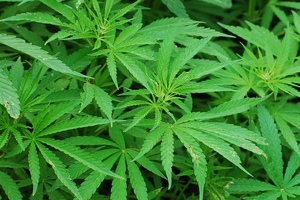 First plant-derived cannabinoid prescription gains FDA approval