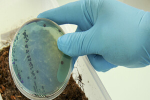 French collaboration aims to address antibiotic resistance