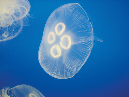 From jellyfish to vaccine labels