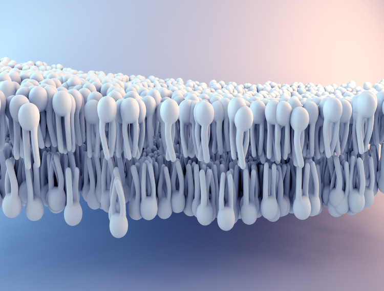 Highly reproducible & efficient phospholipid removal