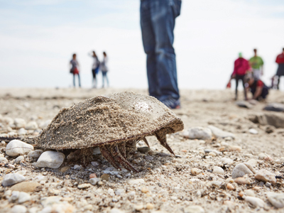 Hot topics in endotoxin testing