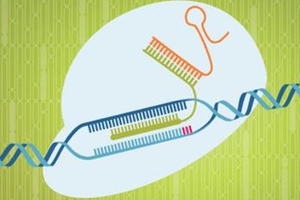 IDT host a webinar on increasing target specificity with CRISPR