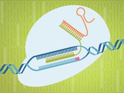 IDT host a webinar on increasing target specificity with CRISPR