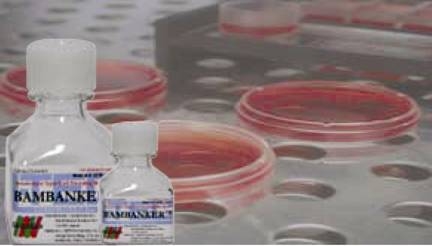 Improve cell recovery rates with new serum-free freeze medium 