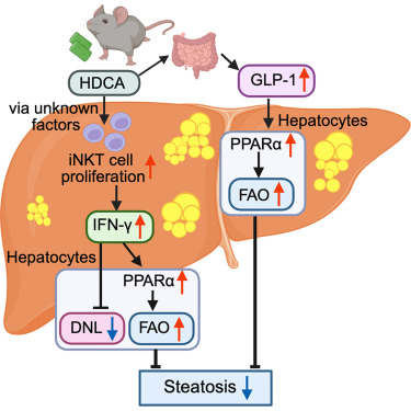 Japanese researchers report advances in liver disease treatment and cancer screening