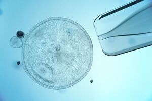 Limula partners with leading cancer centre to improve blood product processing for stem cell transplantation