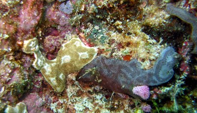 Marine Biodiscovery Centre to develop new drugs from the sea