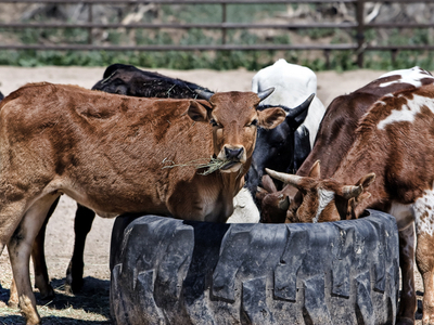 Medicine and food authorities strongly recommend re-think of antimicrobials use in livestock
