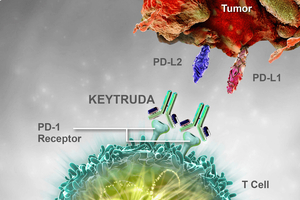 Merck's Keytruda-Padcev combo for metastatic urothelial carcinoma gains positive EMA opinion