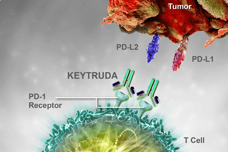 Merck's Keytruda-Padcev combo for metastatic urothelial carcinoma gains positive EMA opinion