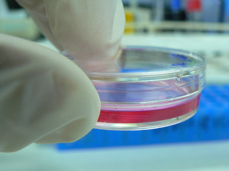 MilliporeSigma invests $25m into cell culture media