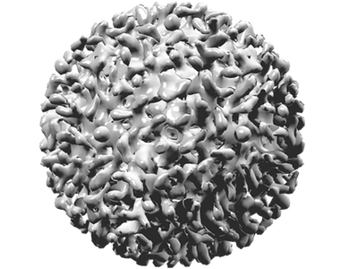 MRC Technology licenses antibody for HCV therapeutic