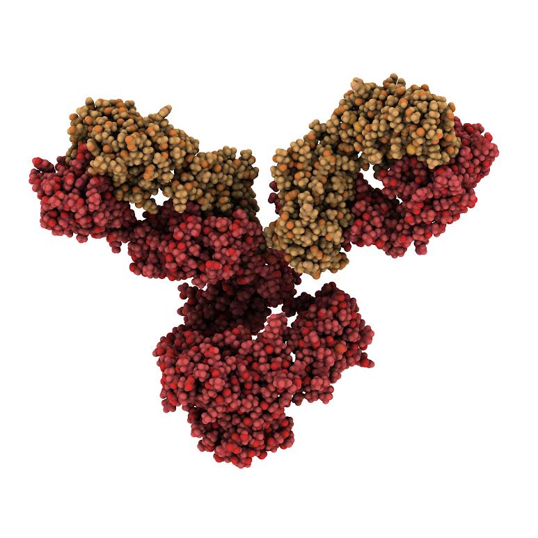 Myricx Bio enters into an exclusive antibody license agreement with WuXi Biologics