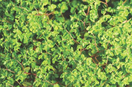 Natural enzymes – key to 21st century process design