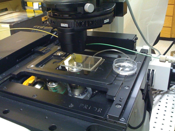 Nature's helping hand in chiral separation