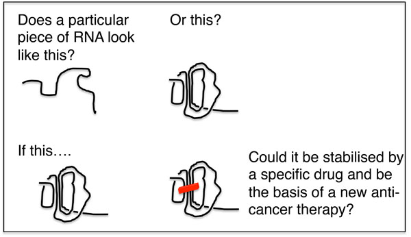 New advance in RNA studies holds out hope for cancer drug development

