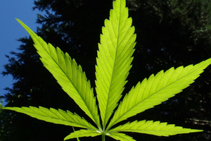 New cannabinoid pharma and nutraceuticals
